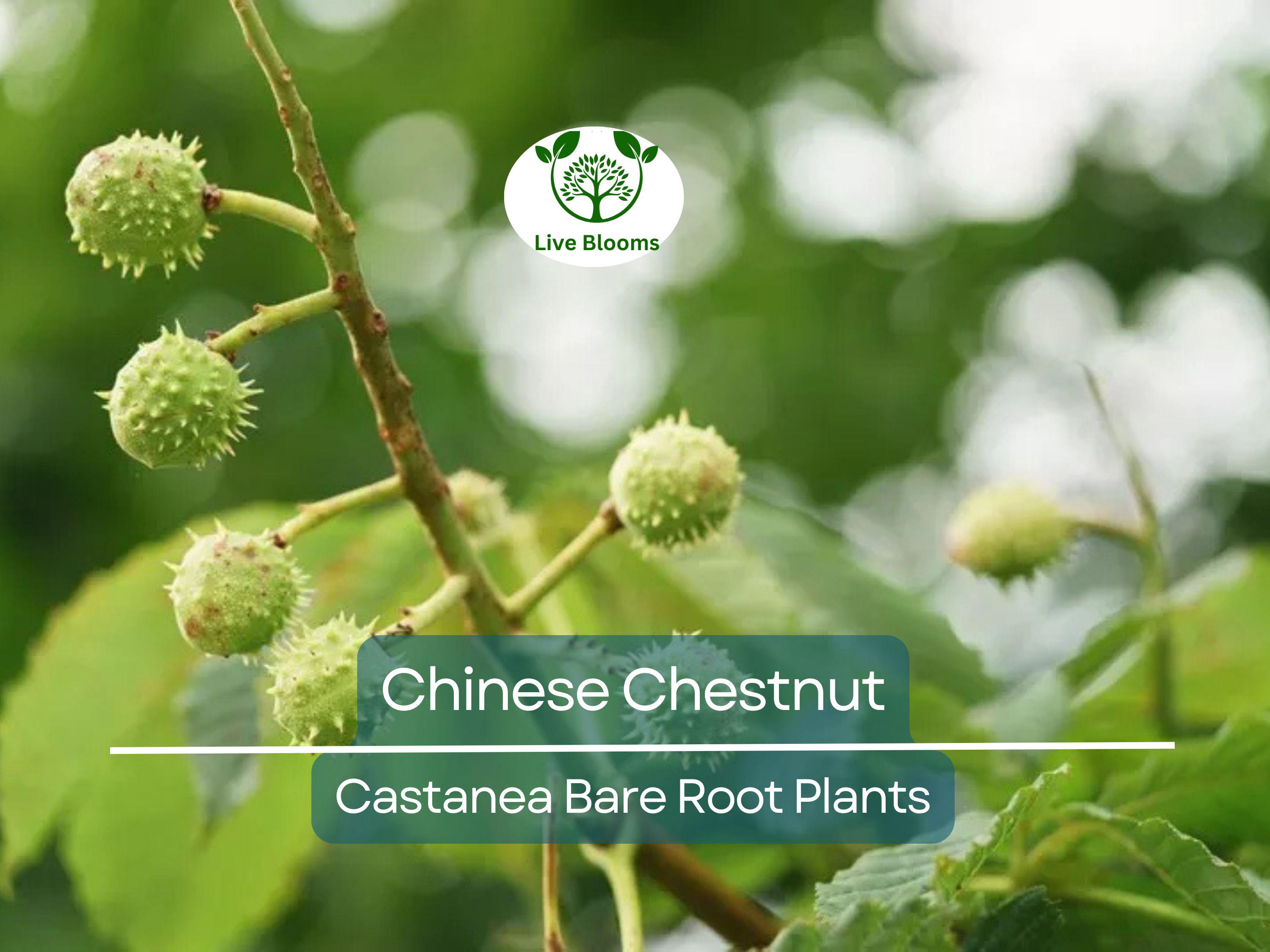 2 Chinese Chestnut Trees – Live Bare Root Nut Trees – Fast Growing, Hardy, Edible Nuts – Castanea mollissima Seedlings