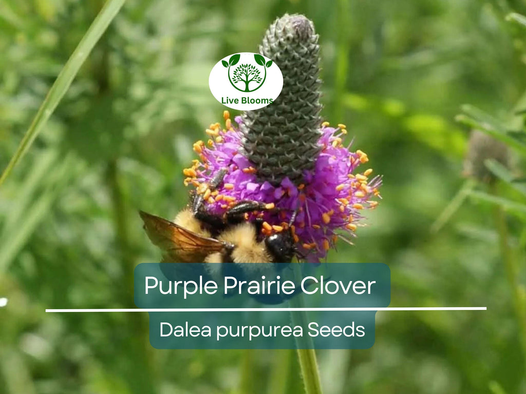 2000 Purple Prairie Clover Seeds – Dalea purpurea, Non-GMO Perennial Legume, Pollinator Plant for Honey Bees, Native Wildflower