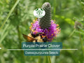 2000 Purple Prairie Clover Seeds – Dalea purpurea, Non-GMO Perennial Legume, Pollinator Plant for Honey Bees, Native Wildflower