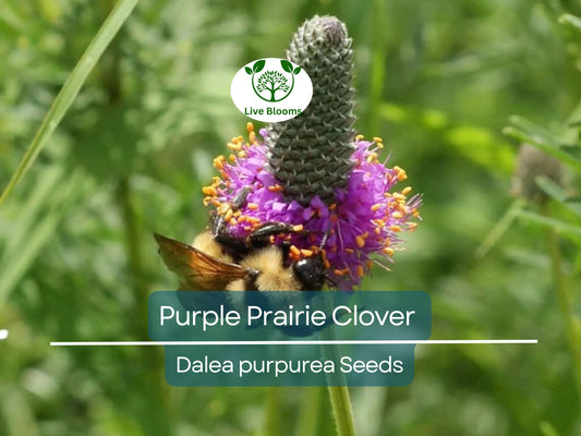 2000 Purple Prairie Clover Seeds – Dalea purpurea, Non-GMO Perennial Legume, Pollinator Plant for Honey Bees, Native Wildflower