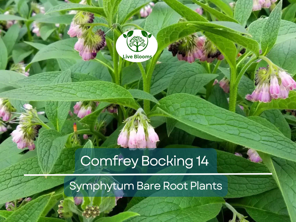 5 Comfrey Bocking 14 Plants - Bare Root Crown Cuts - Symphytum Hybrid - Fast Growing Herb Starter