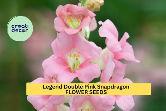 1000+ Legend Double Pink Snapdragon Seeds – Tall, Ruffled Pink Blooms for Garden Planting, Cut Flowers & Borders – USA