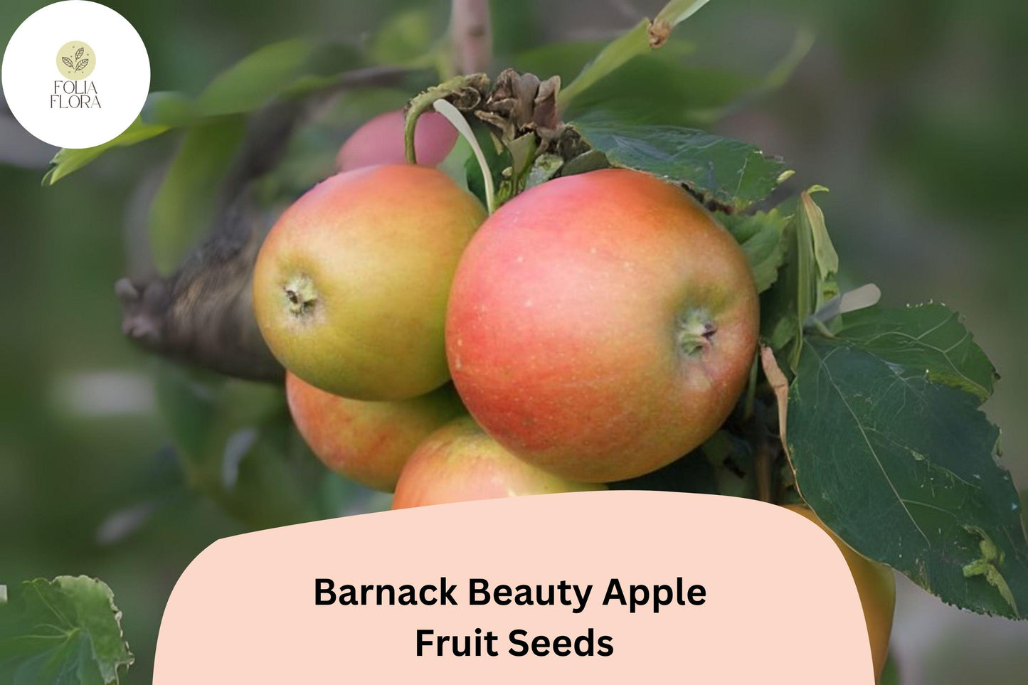 25+ Barnack Beauty Apple Seeds for Planting | Rare Heirloom English Apple Tree | Sweet Crisp Fruit