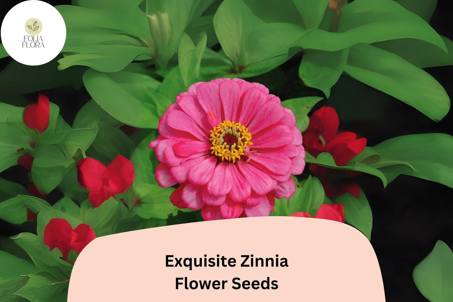 100+ Exquisite Zinnia Seeds – Unique Bloom Form & Summer Color for Garden Beds and Bouquets
