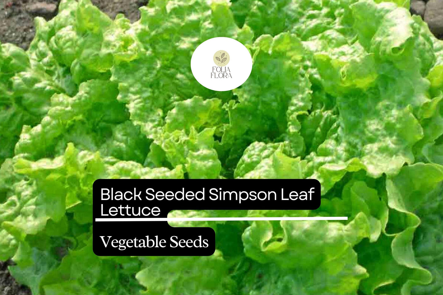 1000 Black Seeded Simpson Lettuce Seeds – Lactuca sativa – Heirloom, Fast-Growing, Tender & Crisp