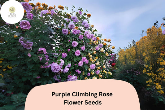 20pcs Purple Climbing Rose Seeds – Rare Vining Roses, Elegant Purple Blooms, Fast Growing, Perfect for Trellises & Garden Arches