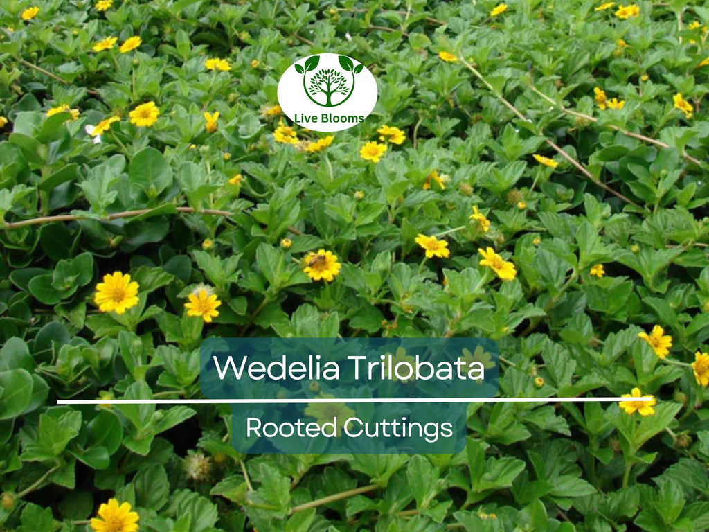 10 Live Rooted Vine Cuttings Wedelia Trilobata Perennial Ground Cover, Creeping Daisy, Tropical Flowering Plant, Landscaping & Groundcover