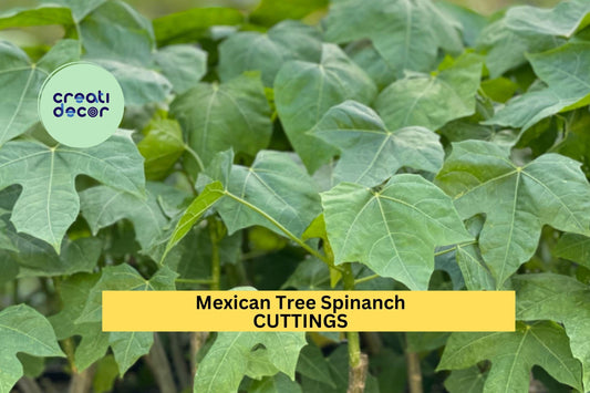 10 Organic Chaya Cuttings – Cnidoscolus aconitifolius | Mexican Tree Spinach for Propagation | Hardy Tropical Plant, Easy to Grow