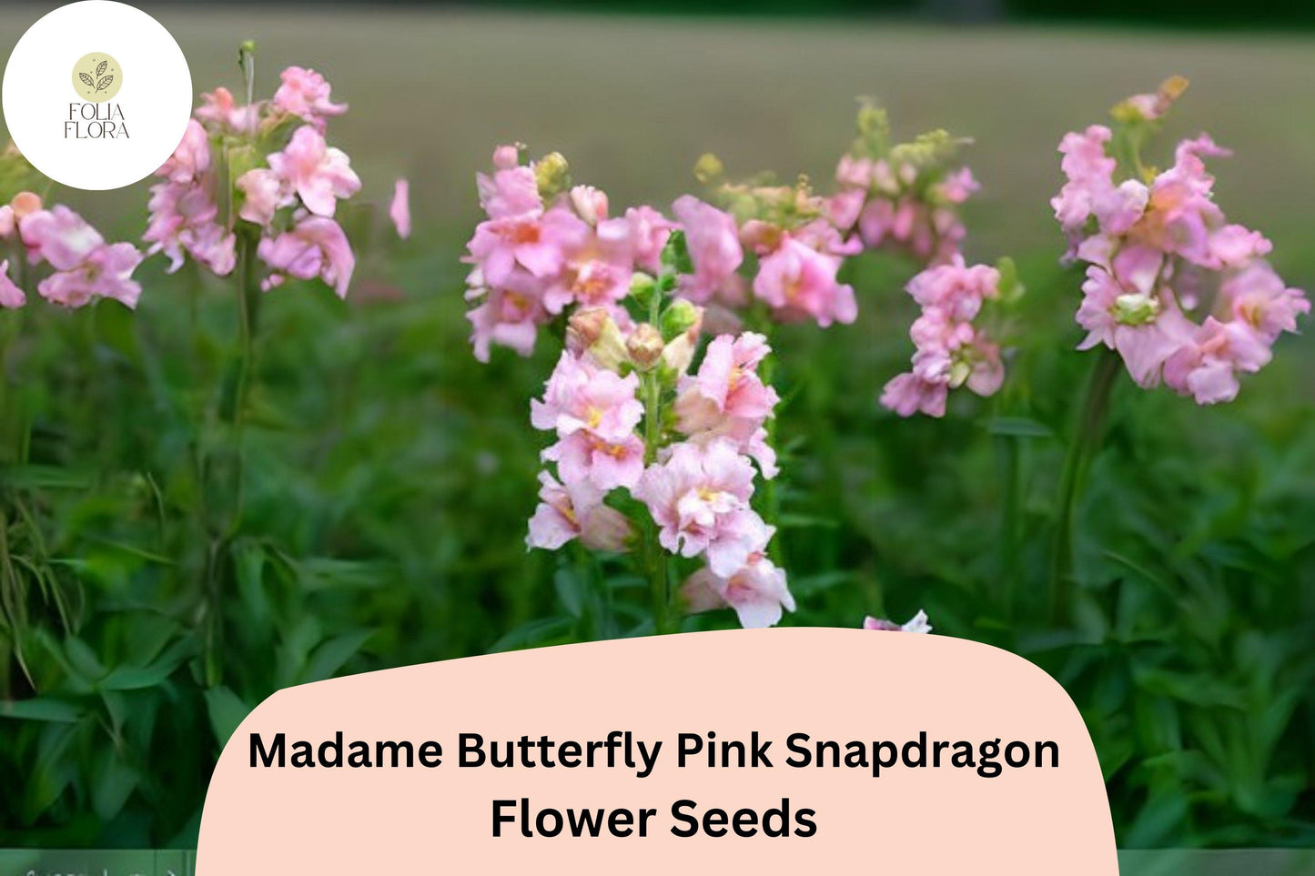 Antirrhinum majus Madame Butterfly Pink Snapdragon Seeds – 1000+ Ruffled Blooms for Garden & Cut Flowers
