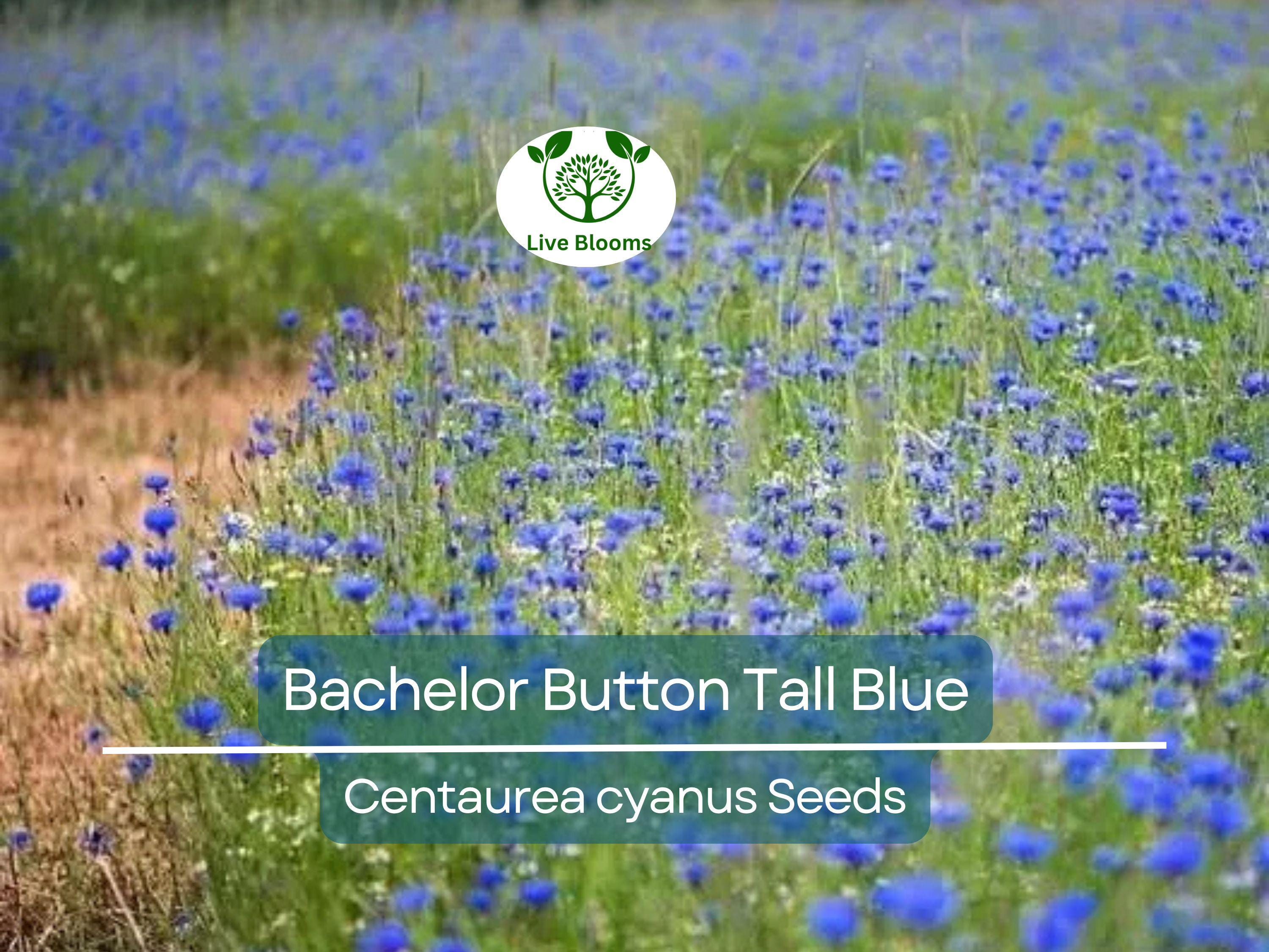 400 Cornflower Seeds, Bachelor Button Tall Blue, AAS Winner, Heirloom, Non-GMO, Vibrant Blue Flowers, Pollinators, Garden Blooms