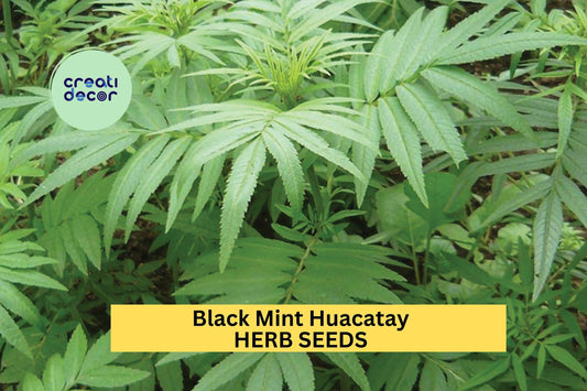 3pcs of 100mg Black Mint Huacatay Seeds – Peruvian Herb for Culinary Use, Garden Beds, and Aromatic Herb Gardens Seeds for Planting