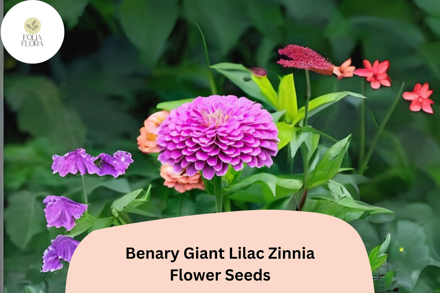 100+ Benary Giant Lilac Zinnia Seeds – Tall Double Blooms for Summer Gardens & Cut Flowers