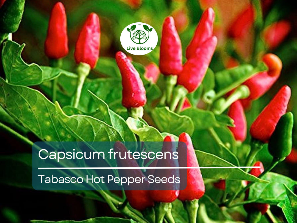 250 mg Tabasco Hot Pepper Seeds - Capsicum frutescens | Heirloom Pepper for Planting, Spicy Cooking & Hot Sauce | Fiery Flavor