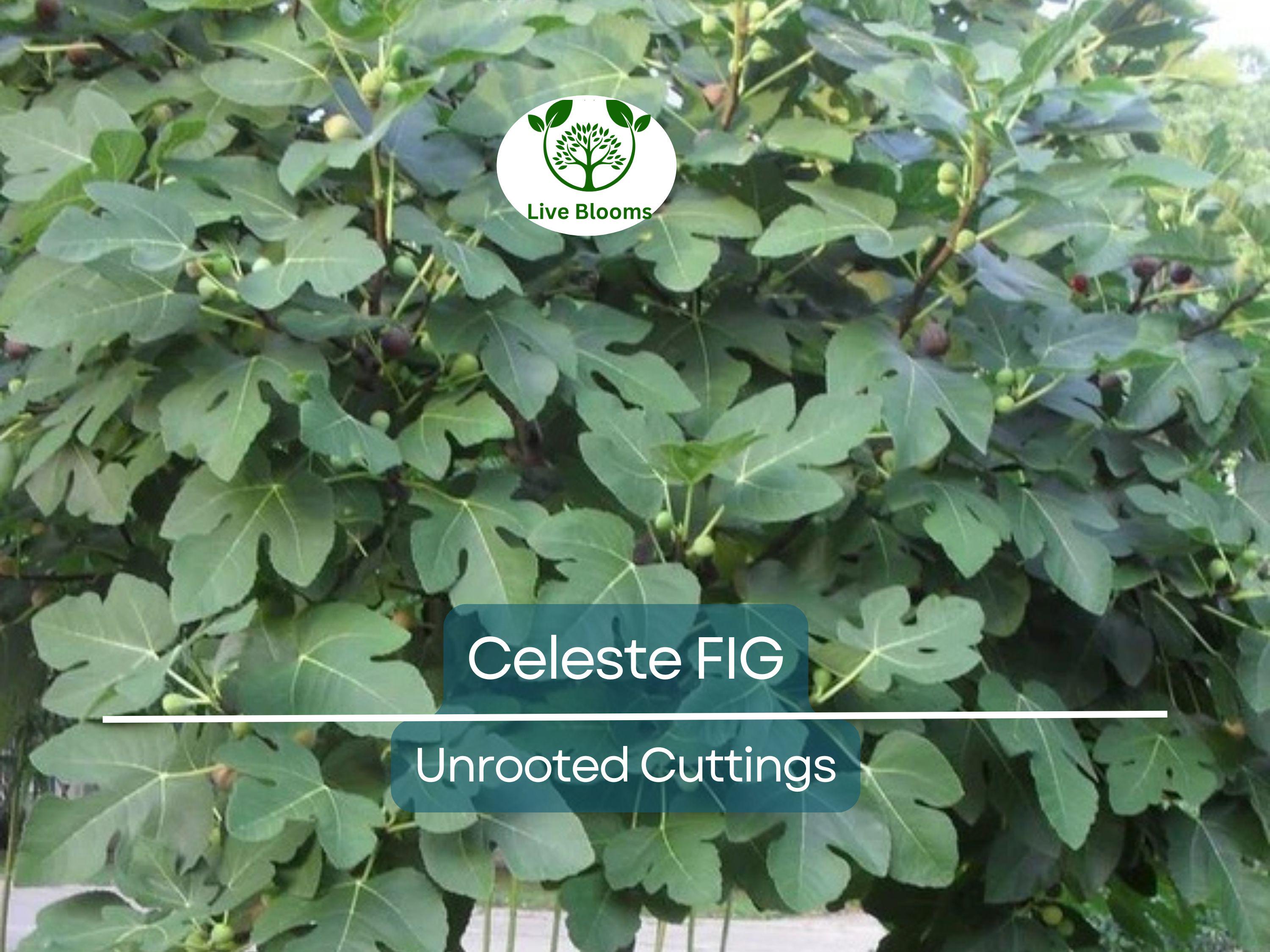 5 Celeste Fig Unrooted Cuttings/Scions 6" or Longer, Freshly Cut, 3+ Nodes, Perfect for Propagation, Grow Your Own Figs, Home Garden