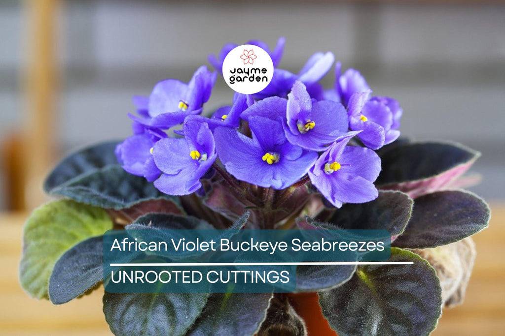 African Violet Buckeye Seabreazes Pair of Cuttings | Easy Care Houseplant for Indoor Beauty