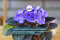 African Violet Buckeye Seabreazes Pair of Cuttings | Easy Care Houseplant for Indoor Beauty