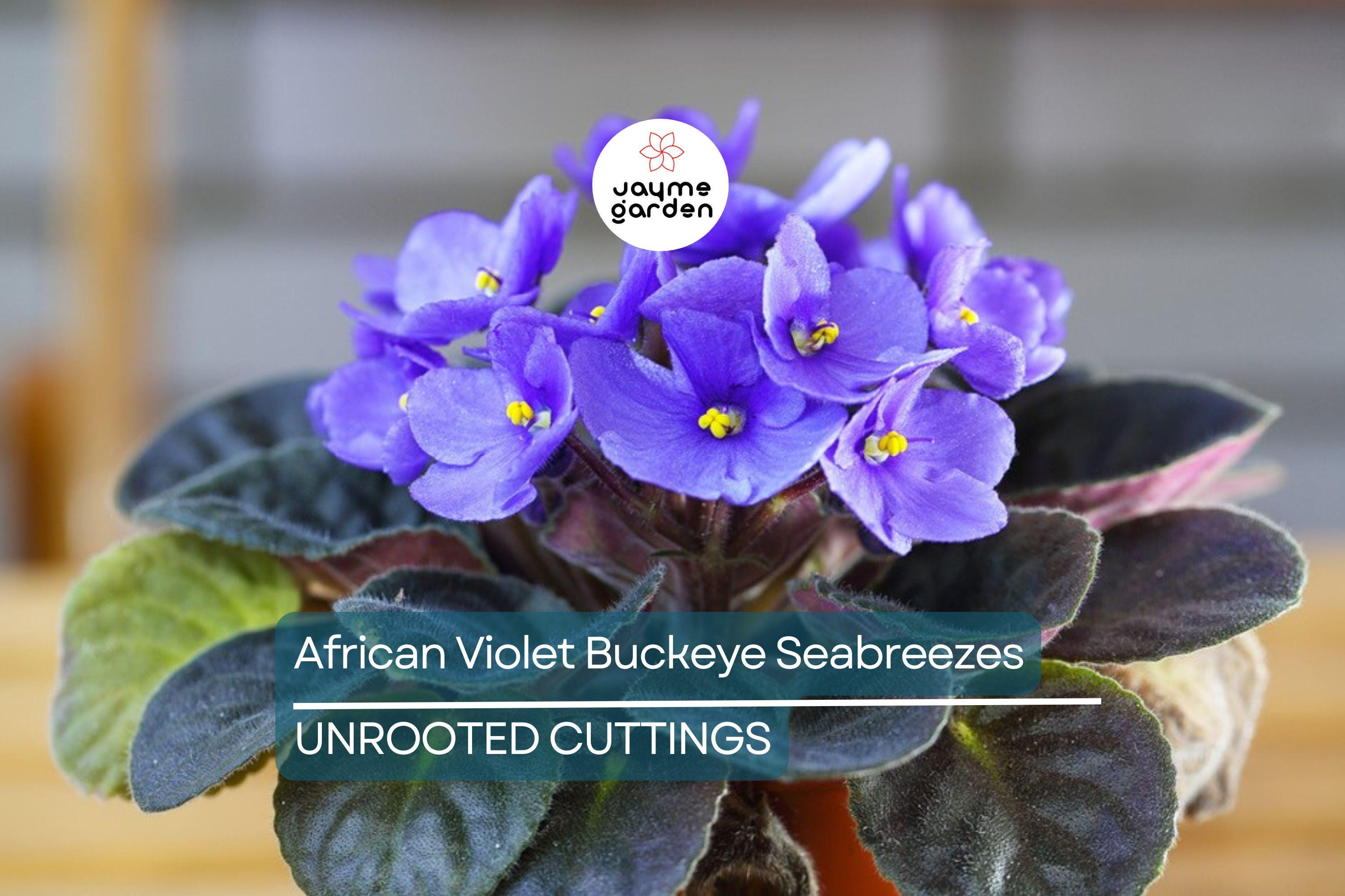African Violet Buckeye Seabreazes Pair of Cuttings | Easy Care Houseplant for Indoor Beauty