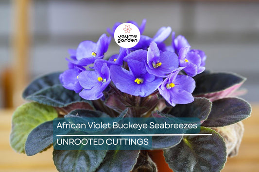 African Violet Buckeye Seabreazes Pair of Cuttings | Easy Care Houseplant for Indoor Beauty