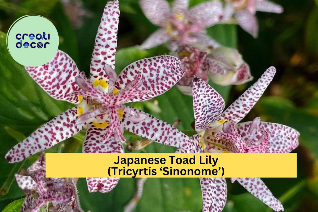 Tricyrtis ‘Sinonome’ Japanese Toad Lily – Live Starter Plant, Shade Perennial with Orchid-Like Blooms, Hardy Flowering Plant Zones 4–9