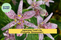 Tricyrtis ‘Sinonome’ Japanese Toad Lily – Live Starter Plant, Shade Perennial with Orchid-Like Blooms, Hardy Flowering Plant Zones 4–9