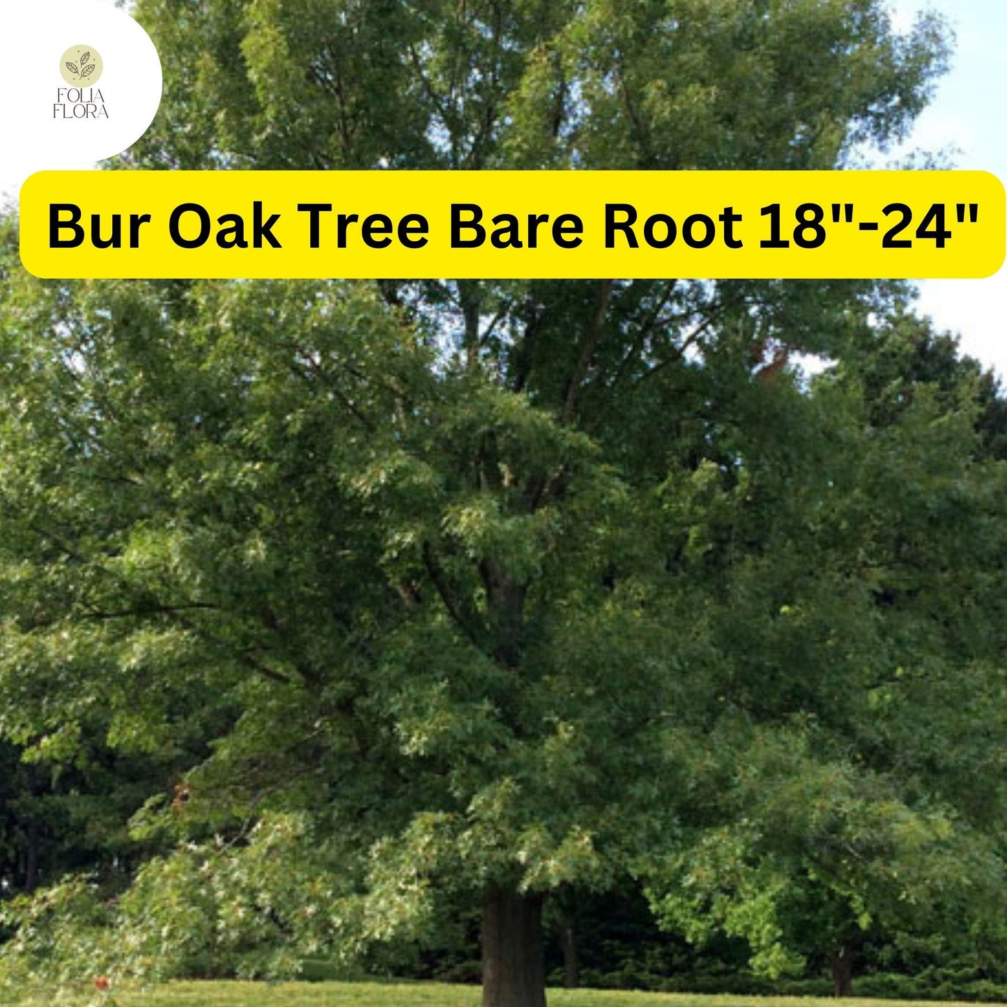 1 Quercus macrocarpa Bur Oak Tree - Live Bare Root Plant 18"-24" for Zones 3-8 - Hardy Shade Tree