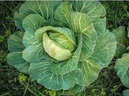 Set of 16 Vegetable & Herb Seeds – Garden Starter Pack with Basil, Arugula, Kale, Broccoli, Cilantro, Okra, Spinach and More – USA