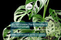 1 Monstera Friedrichsthalii Starter Plant 2-Leaf Vine, Rare Swiss Cheese Plant for Tropical Houseplant Lovers & Indoor Decor