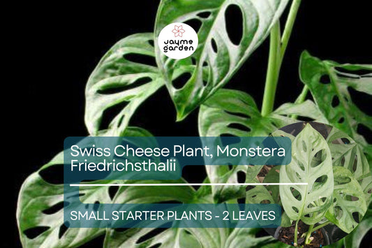 1 Monstera Friedrichsthalii Starter Plant 2-Leaf Vine, Rare Swiss Cheese Plant for Tropical Houseplant Lovers & Indoor Decor