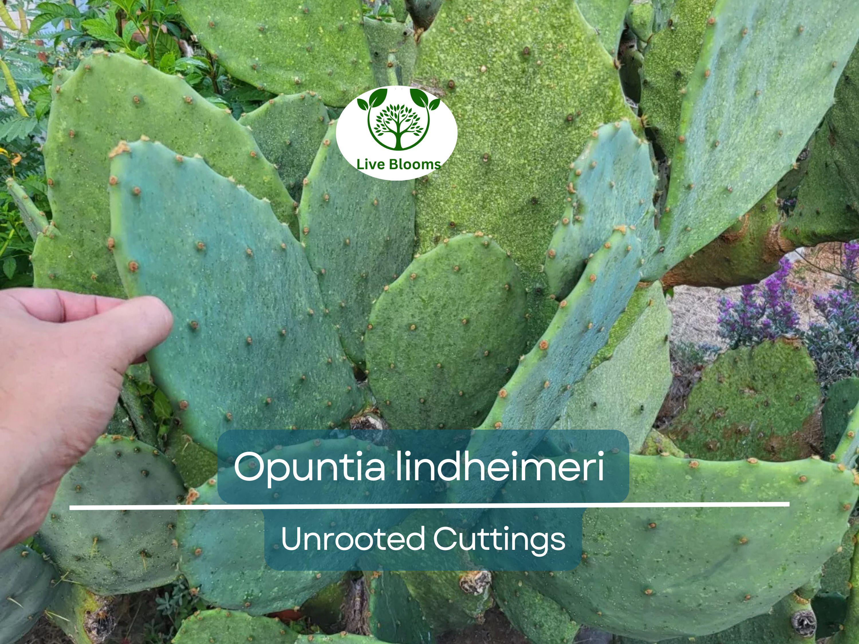 1 West Texas Prickly Pear Cactus Pad Segment - Opuntia lindheimeri Cutting for Planting & Propagation