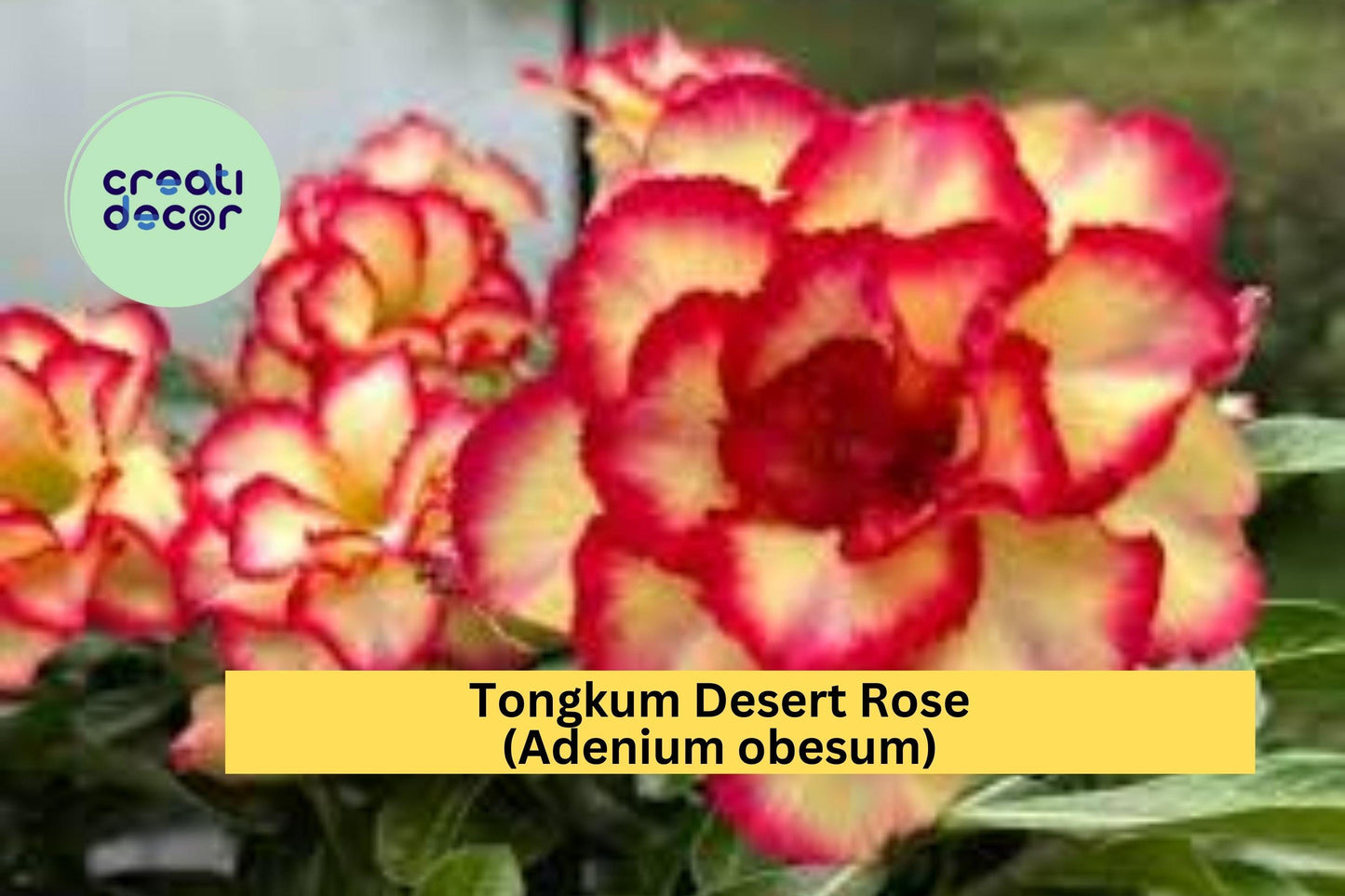 Tongkum Desert Rose | Adenium obesum | Small Rooted Seedling 4–6 Inch Live Plant