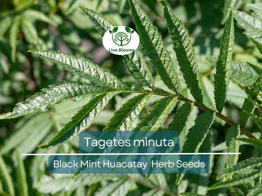 100 Black Mint Huacatay Seeds for Planting - Peruvian Herb, Tagetes minuta, Aromatic Herb for Cooking, Easy to Grow