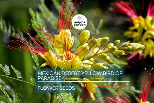 5 Mexican Desert Yellow Bird of Paradise Seeds (Caesalpinia gilliesii) – Vibrant Yellow & Red Blooms, USDA Zones 8-11, Drought-Tolerant