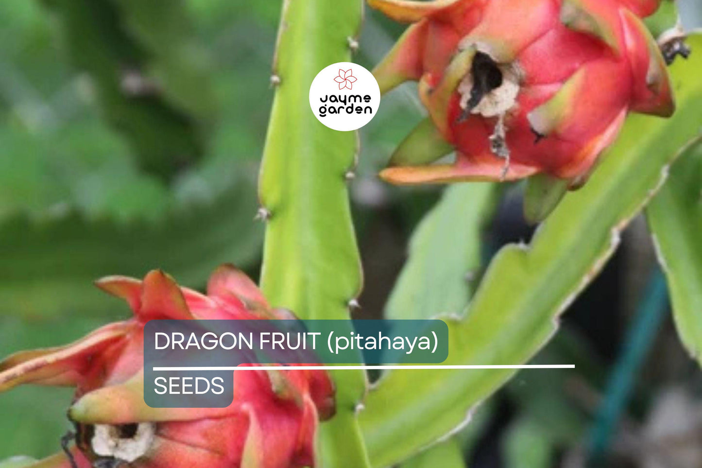 25 Seeds White Dragon Fruit Plant | Pitahaya (Hylocereus Undatus) | Edible Cactus Pitaya Plant for Indoor & Outdoor Gardens