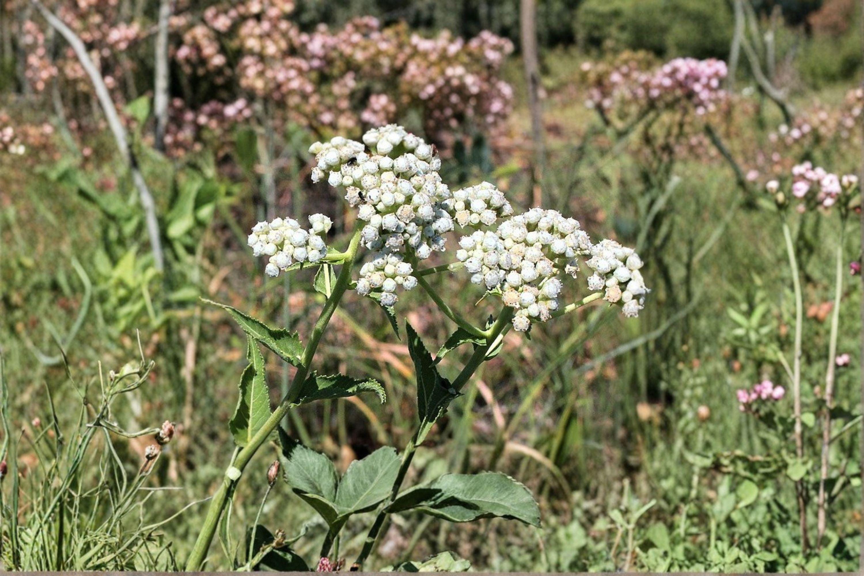 Wild Quinine – Parthenium integrifolium, Native Prairie Perennial | White Button Blooms (25 Seeds)