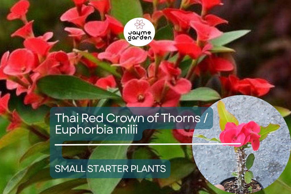 Thai Red Crown of Thorns Starter Plant - Euphorbia Milii, 5-7 Inches Tall, Well-Rooted - Tropical Beauty with Red Flowers for Gardens
