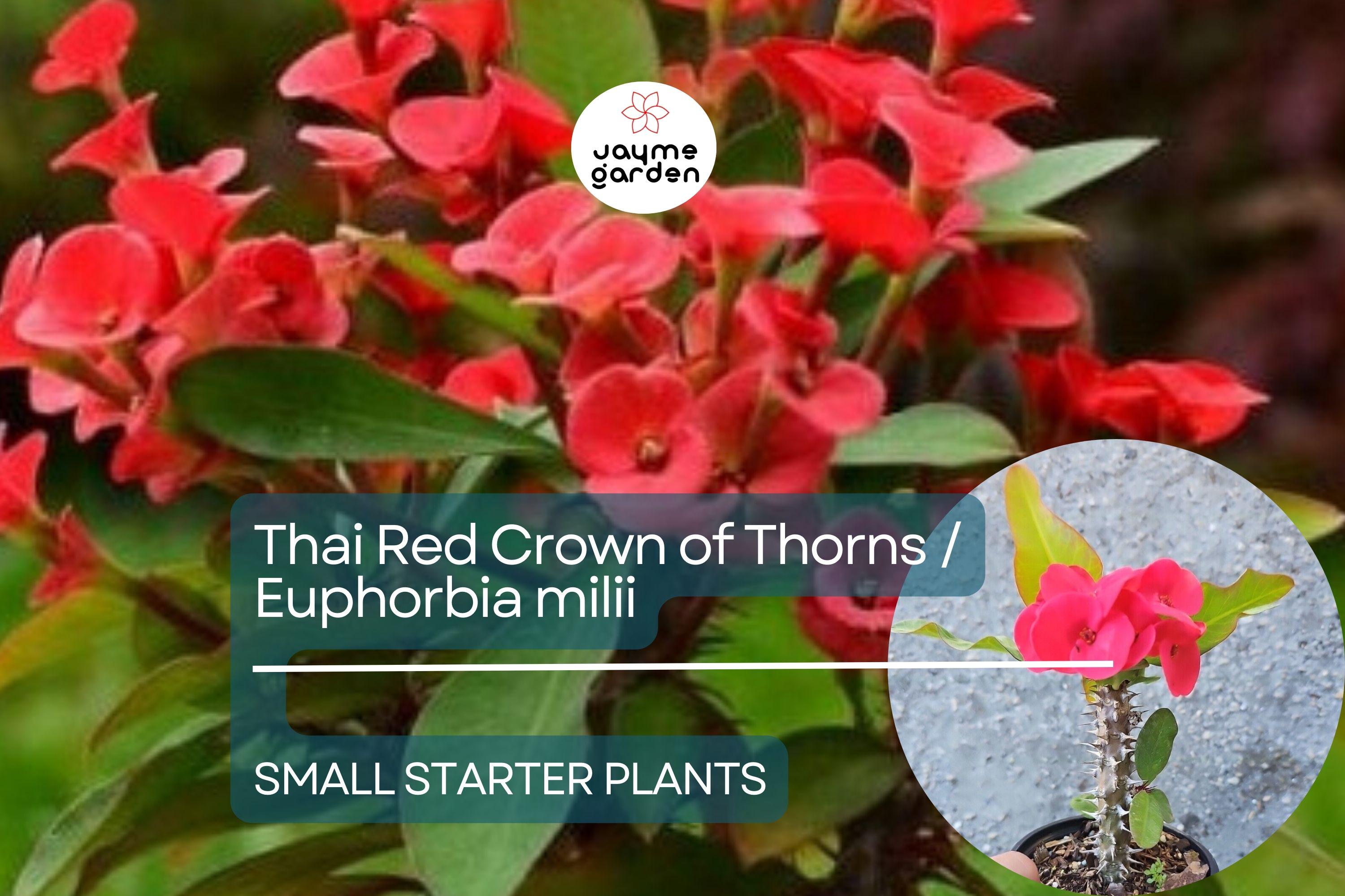 Thai Red Crown of Thorns Starter Plant - Euphorbia Milii, 5-7 Inches Tall, Well-Rooted - Tropical Beauty with Red Flowers for Gardens