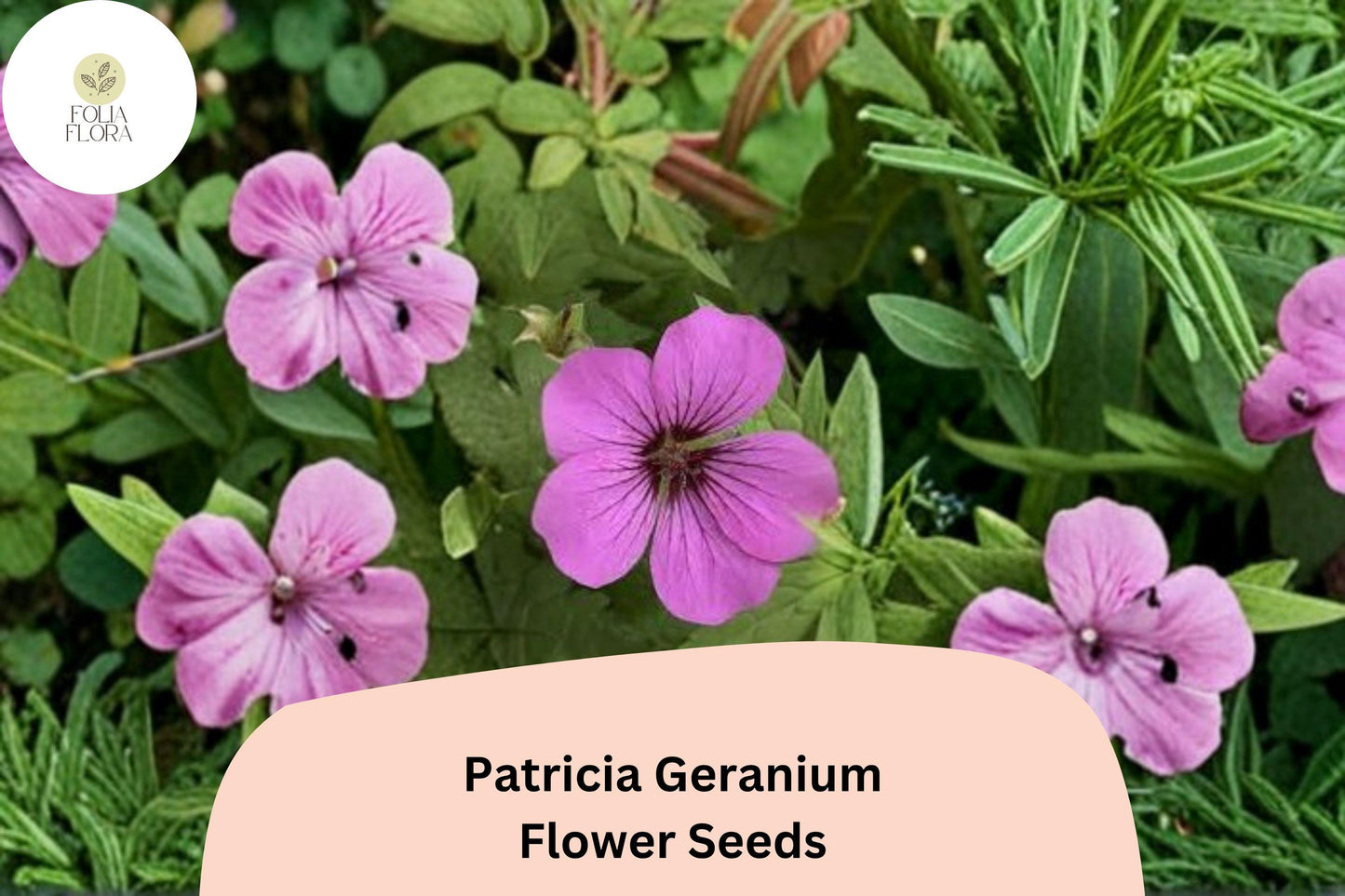25+ Patricia Geranium Seeds | Hardy Perennial | Magenta-Purple Flowers for Garden Borders & Pollinator Gardens