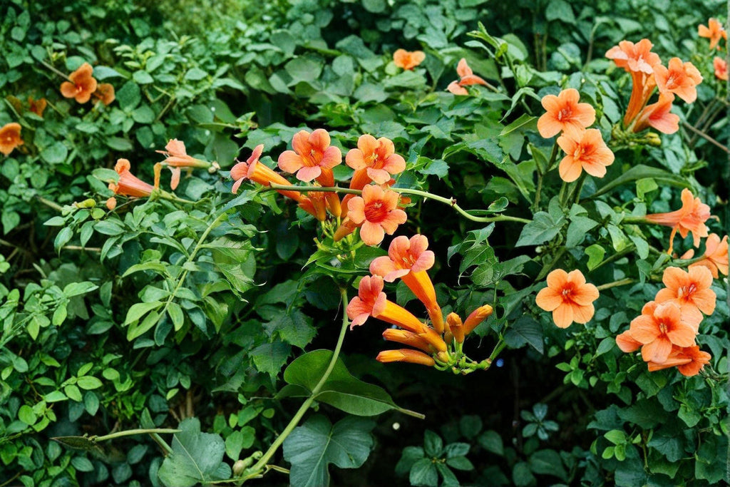 Trumpet Creeper Vine Seeds – Bright Orange Summer Flowers, Easy Grow Climber (30 Seeds)