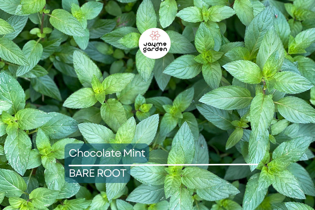 1 Chocolate Mint Live Starter Plant | Organic Homegrown Herb for Tea, Cooking, Oils & Aromatherapy | Fast Growing