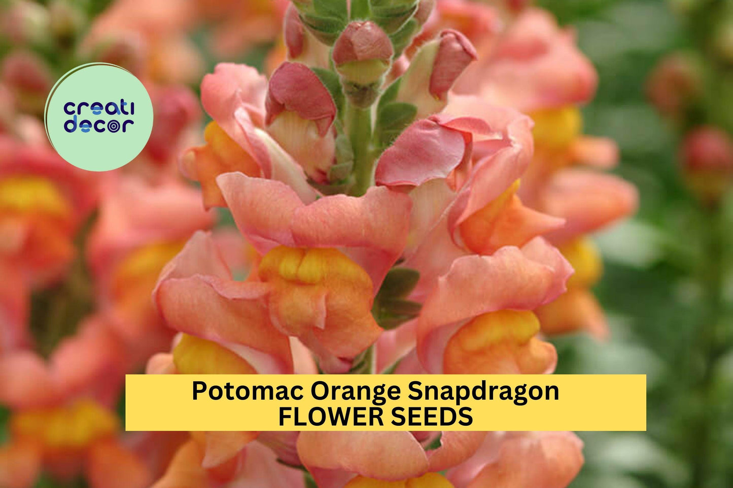 1000+ Potomac Orange Snapdragon Seeds – Tall Orange Blooms for Garden Planting, Ideal for Cut Flowers & Vertical Borders – USA