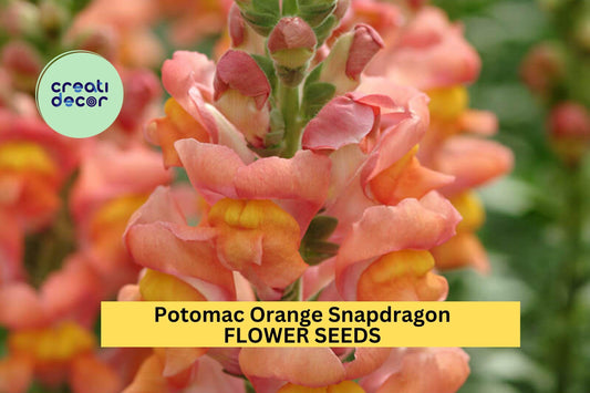 1000+ Potomac Orange Snapdragon Seeds – Tall Orange Blooms for Garden Planting, Ideal for Cut Flowers & Vertical Borders – USA