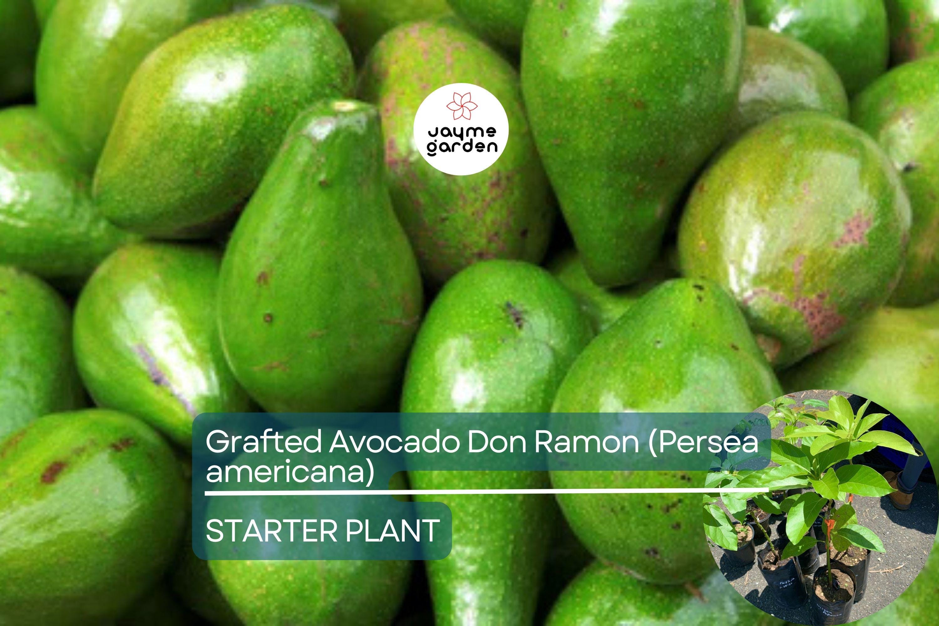 1 Grafted Don Ramon Avocado Tree Persea americana Live Starter Plant 12-24" | Fast Fruiting Tropical Variety | Creamy & Delicious Avocados