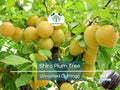 3 Shiro Plum Scions 6-10" Unrooted Cutting for Rooting or Grafting – Prunus salicina, Japanese Plum, Tree Scion, Plum Tree Propagation