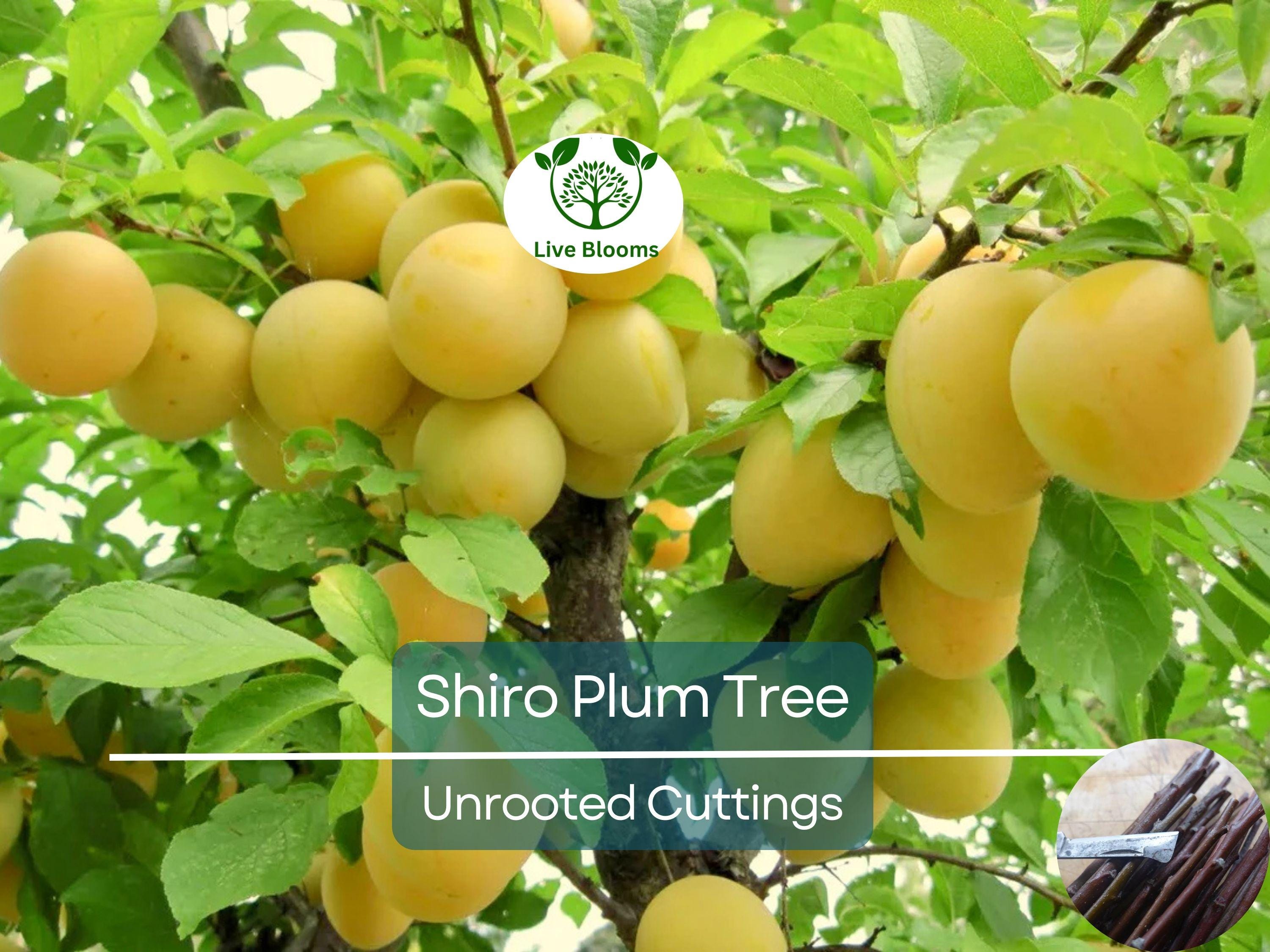 3 Shiro Plum Scions 6-10" Unrooted Cutting for Rooting or Grafting – Prunus salicina, Japanese Plum, Tree Scion, Plum Tree Propagation