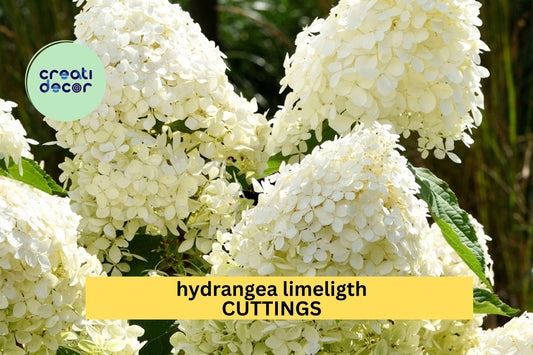 6 Limelight Hydrangea Rooted Cuttings – 6–10" Healthy Starts with Bright Green-White Blooms, Hardy Shrub for Garden Planting – USA