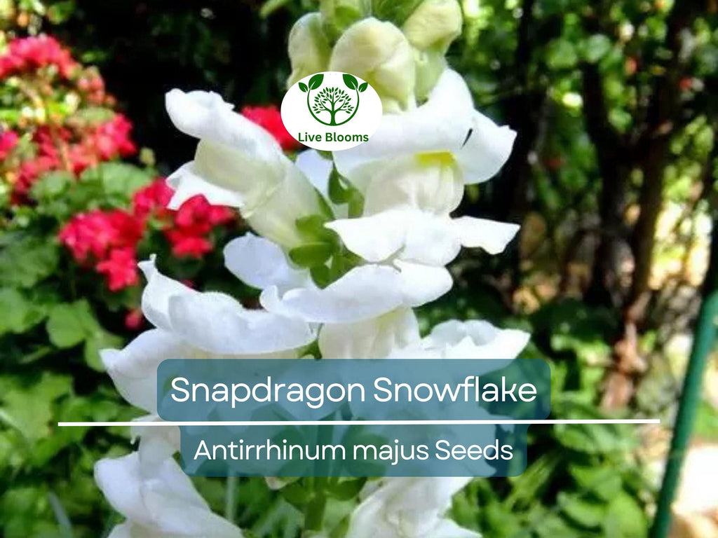 500 Seeds Snapdragon Snowflake, White Blooms Spring-Fall, Non-GMO, Up to 36" Tall, Antirrhinum majus, Easy to Grow