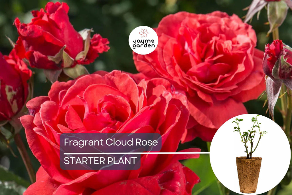 Fragrant Cloud Rose Plant - 1.5 Gal Hybrid Tea | Large Coral Red Flowers | Strong Honey Fragrance | 5” Blooms |