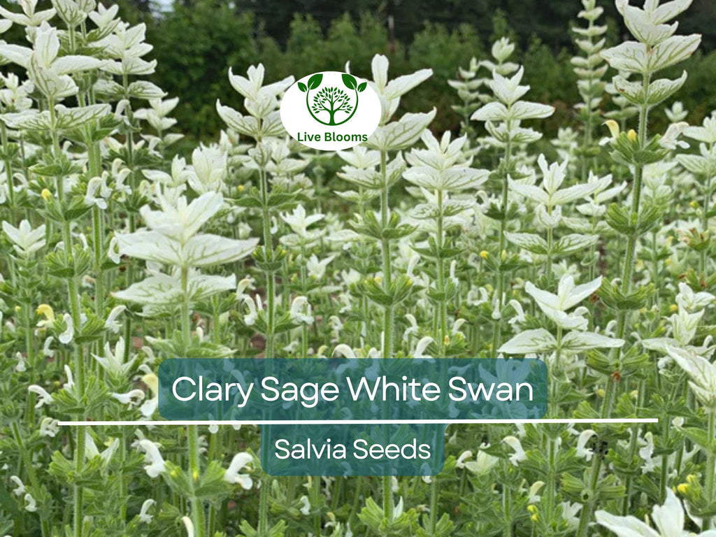 200 Seeds Clary Sage White Swan, Salvia for Birds & Butterflies, Pollinator Friendly, Non-GMO, Herb, Easy to Grow