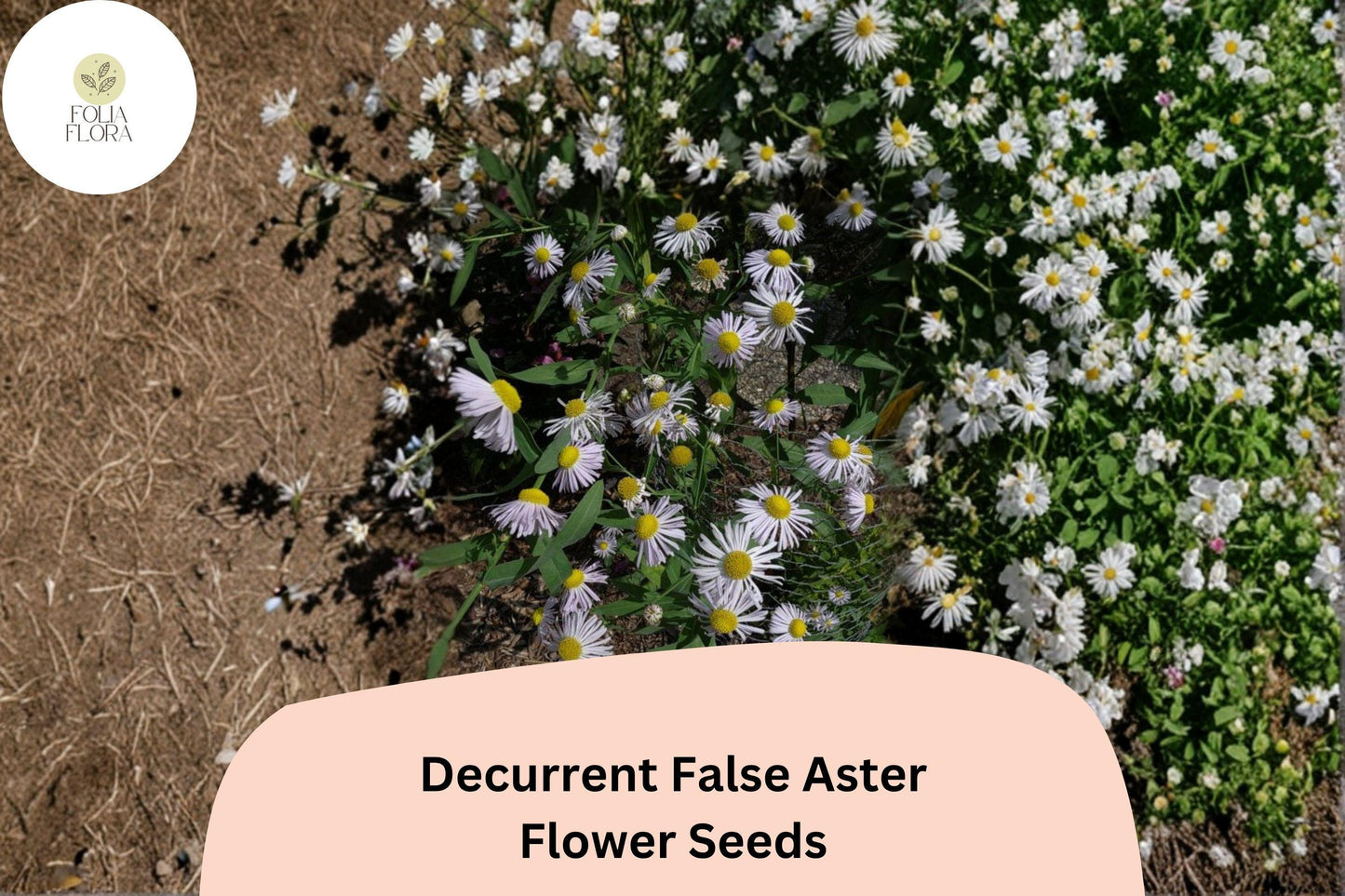 500 Decurrent False Aster Seeds | Boltonia decurrens | Native Wetland Wildflower | White Bloom for Pollinator