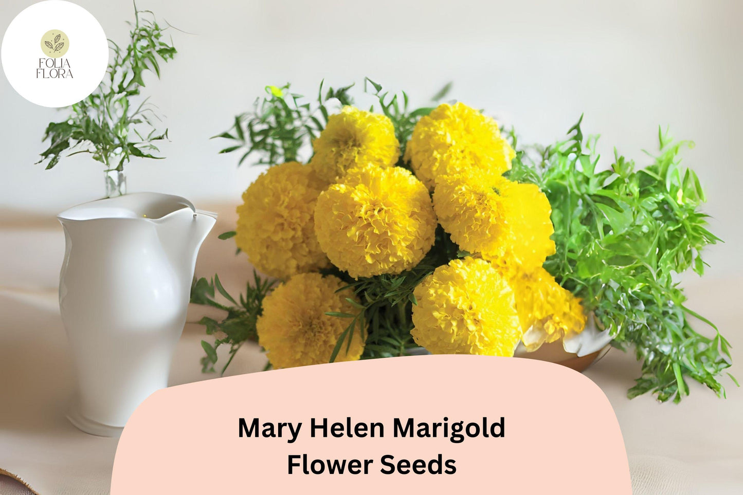 25+ Mary Helen Marigold Seeds | Tagetes | Golden-Yellow Blooms | Easy Annual Flower for Borders, Beds & Garden Containers